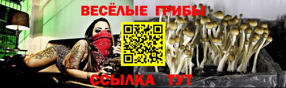 Галлюциногенные грибы Psilocybine cubensis  Избербаш 